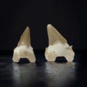 Two fossillised shark’s teeth