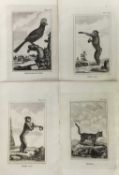 30 plates from De Buffon's Natural History of 1812, approx 18cm x 12cm