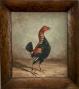 Continental School 20th Century oil on canvas laid on board, A Fighting Cock, 25cm x 21cm, framed