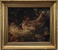 English School oil on board, A Woodcock, 24cm x 29cm, in gilt frame