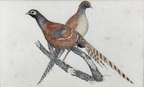 John Chapman (Contemporary): ink and wash, pair of pheasants on a branch, 33x20cm
