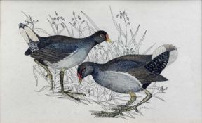 J.A.Chapman (Contemporary) watercolour and pen, pair of moorhens,25.5x16cm