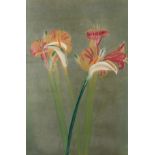 Michael Mazur "Amaryllis/Calla Lily IV" Lithograph