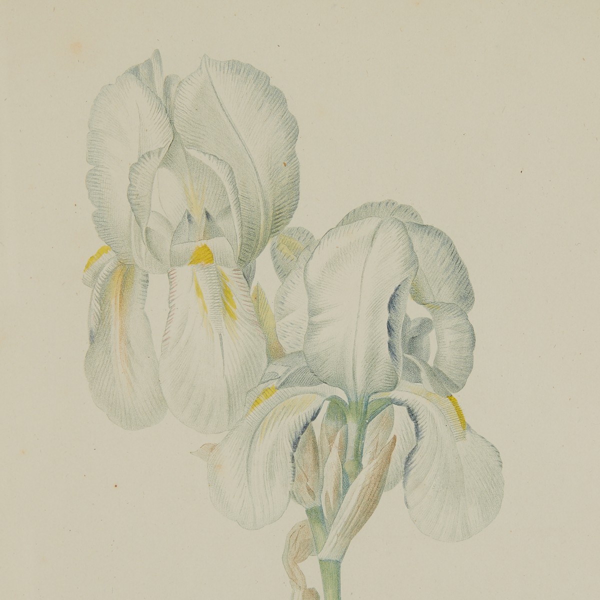 Pierre-Joseph Redoute Iris Swertii Botanical Print - Image 4 of 8