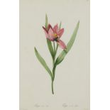 Pierre-Joseph Redoute Red Tulip Botanical Print