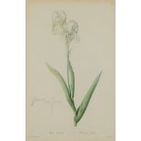 Pierre-Joseph Redoute Iris Swertii Botanical Print