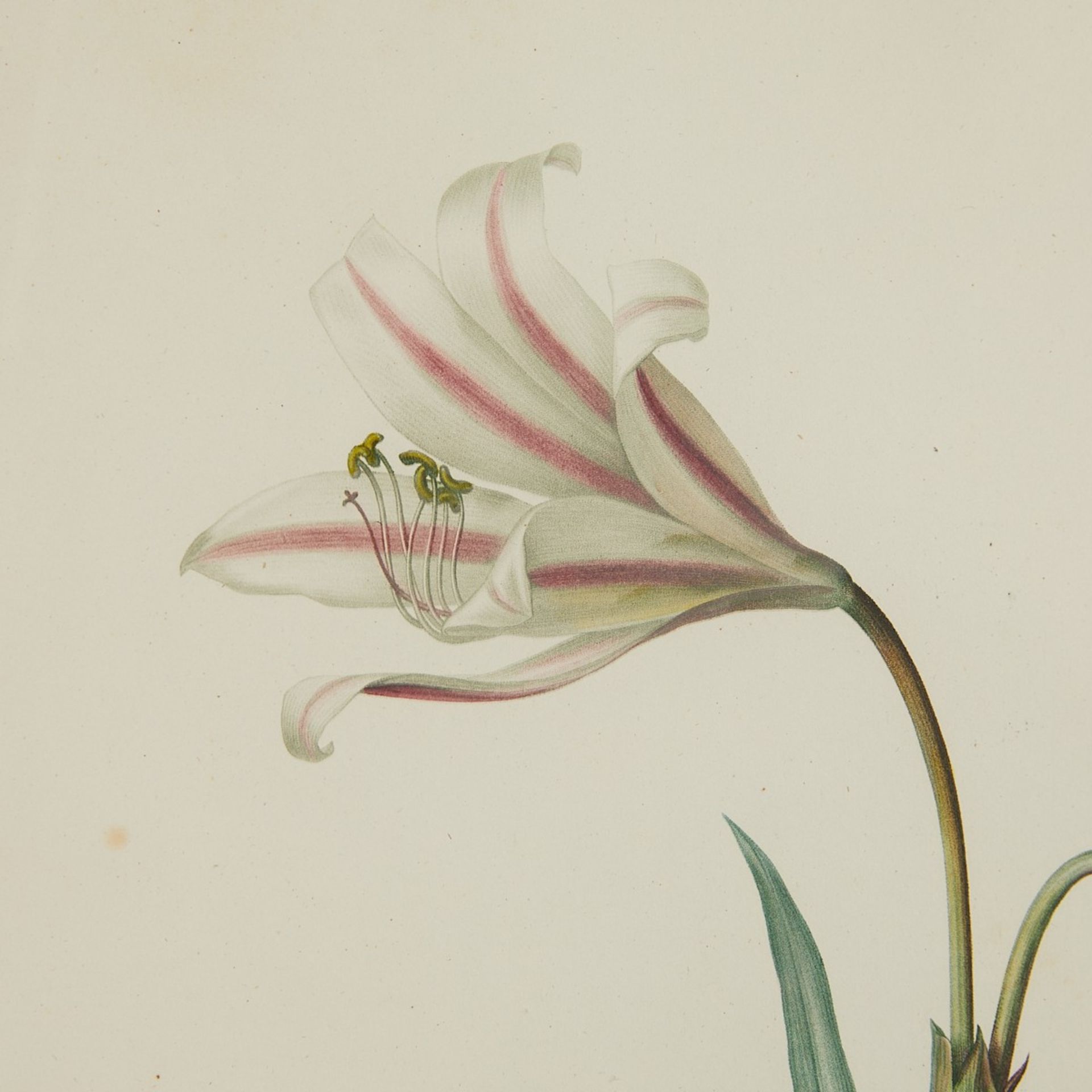 Pierre-Joseph Redoute Lily Botanical Print - Image 4 of 6
