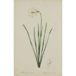 Pierre-Joseph Redoute Daffodil Botanical Print
