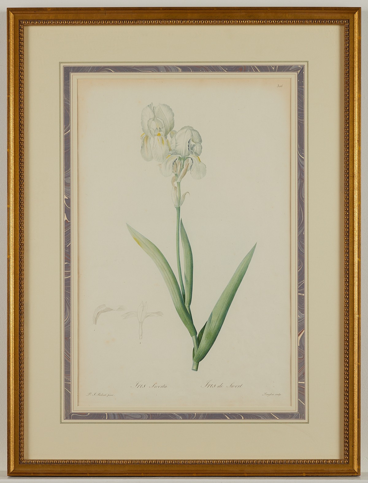 Pierre-Joseph Redoute Iris Swertii Botanical Print - Image 3 of 8
