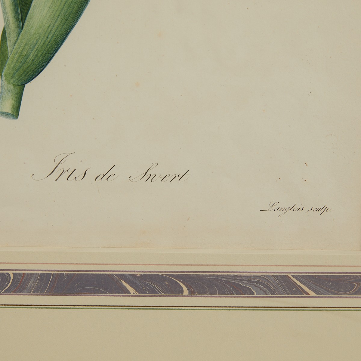 Pierre-Joseph Redoute Iris Swertii Botanical Print - Image 6 of 8