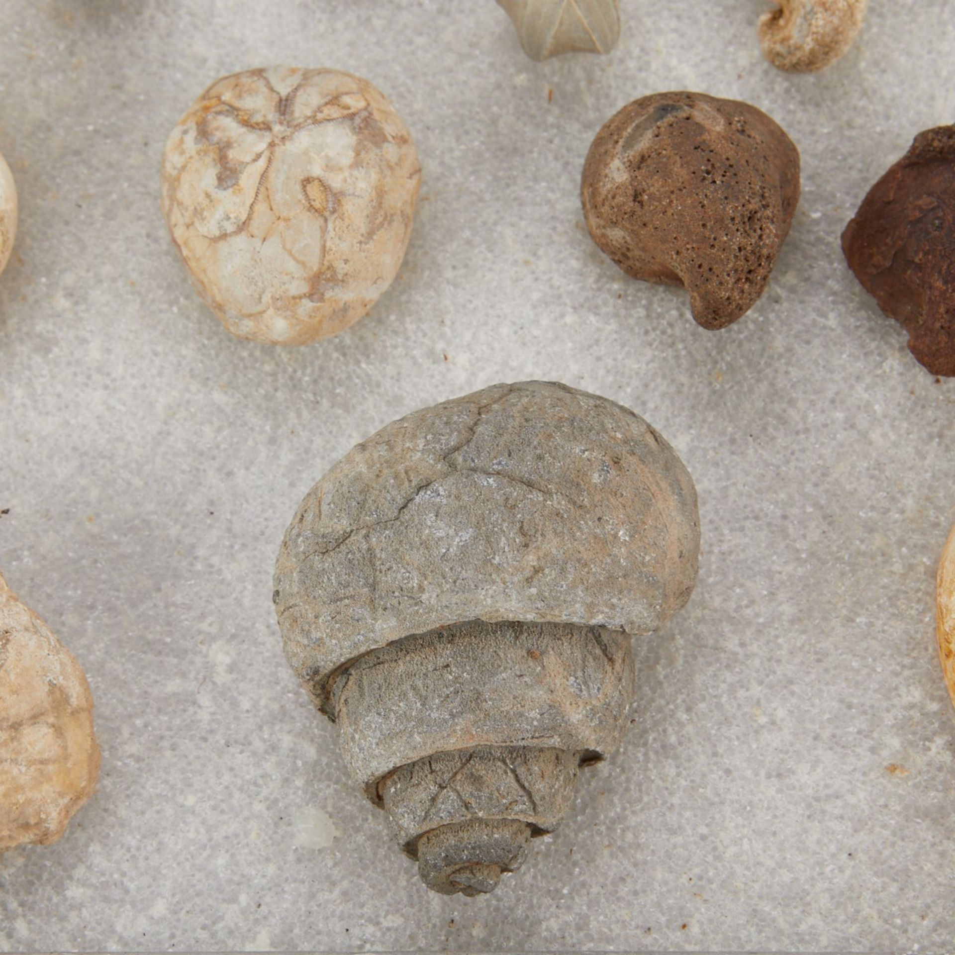 Lrg Grp Minnesota Fossils & 1965 Collecting Guide - Bild 20 aus 21