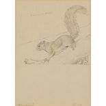 Francis Lee Jaques Fox Squirrel Drawing