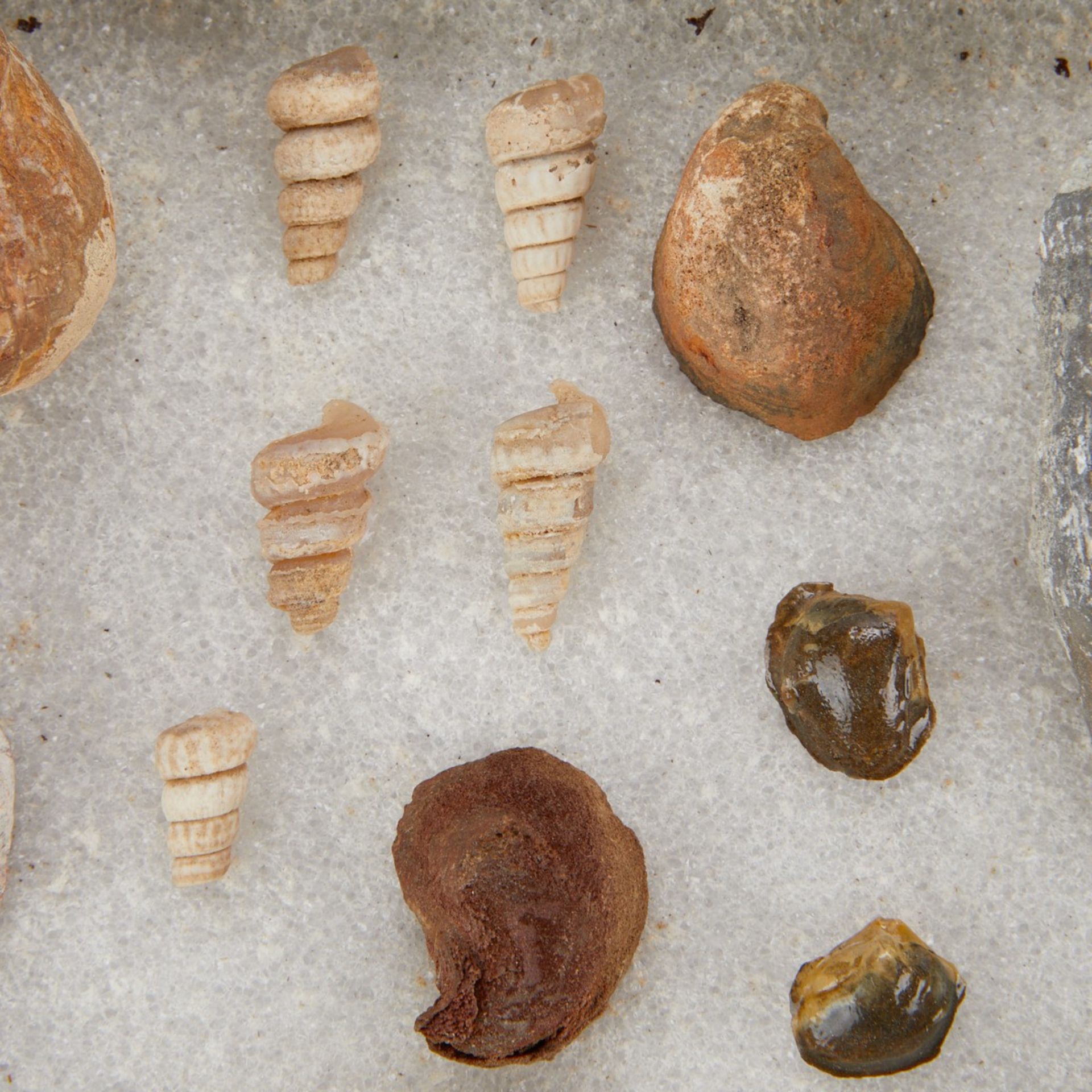 Lrg Grp Minnesota Fossils & 1965 Collecting Guide - Bild 18 aus 21