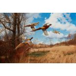 David Maass "Tomahawk Trail: Pheasants" Painting