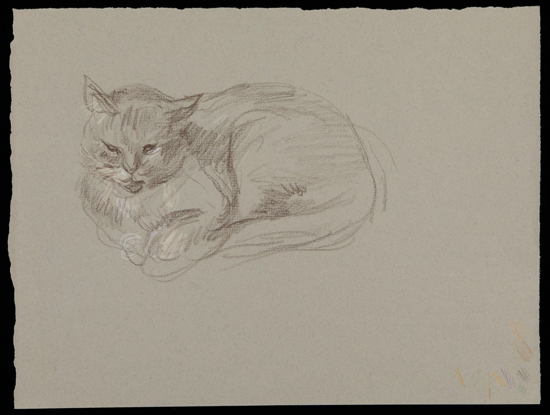 Paul Cadmus Cat Crayon on Paper Drawing