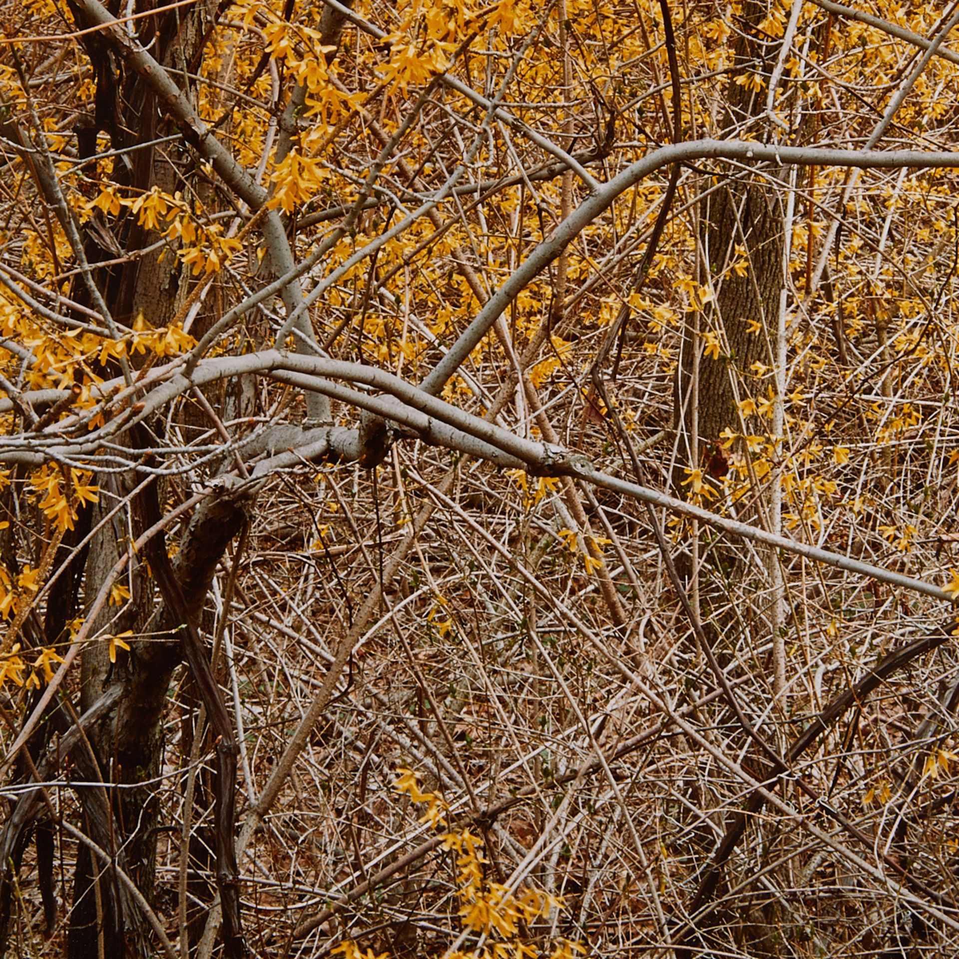 Robert Glenn Ketchum Autumn Leaves C-print - Bild 4 aus 6