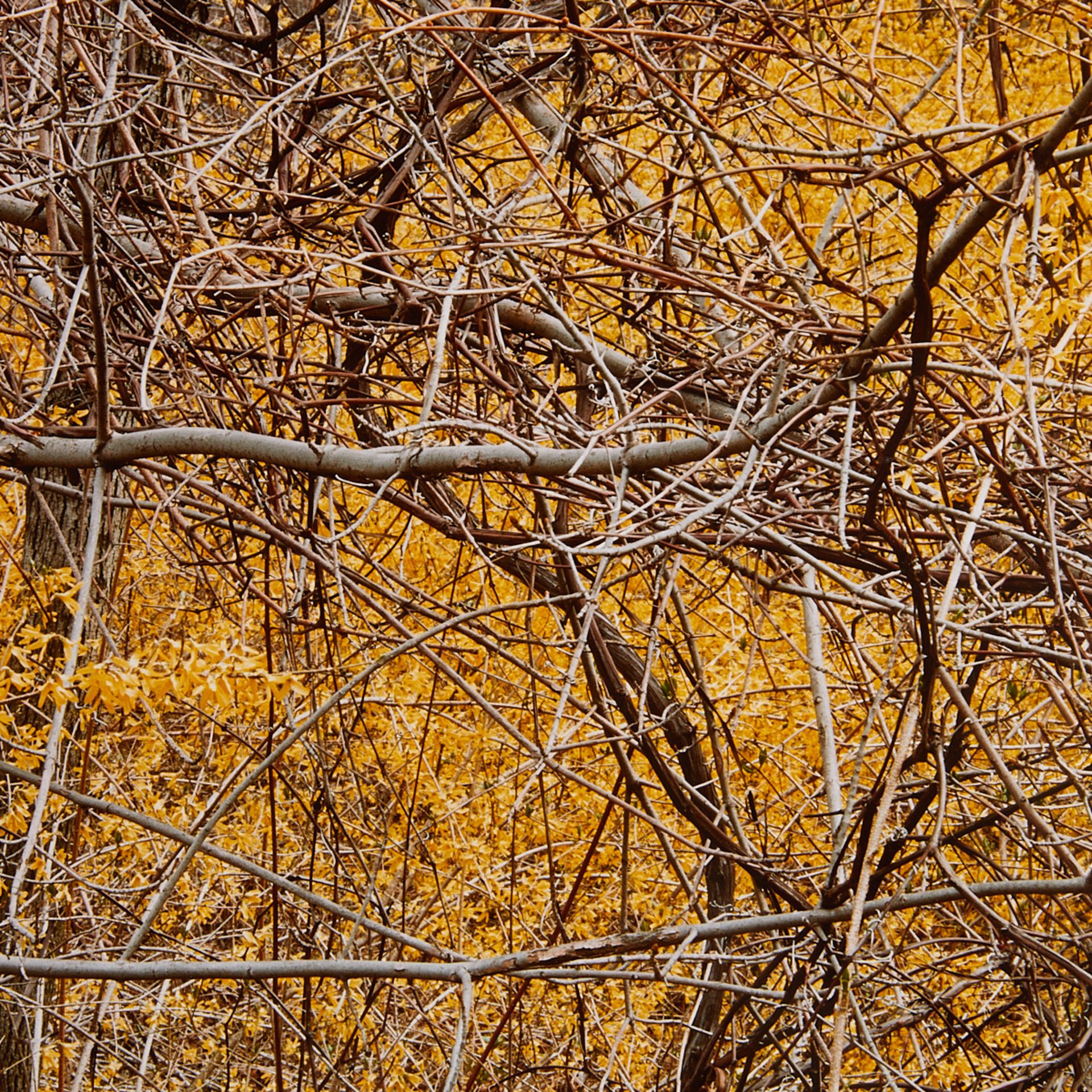 Robert Glenn Ketchum Autumn Leaves C-print - Bild 2 aus 6