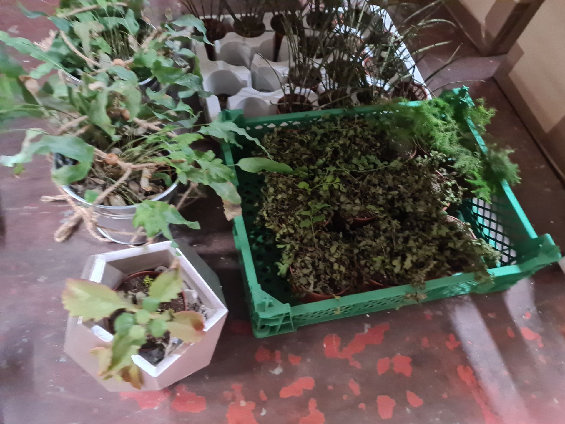 Quantity of plants and moss comprising 2 trays and their contents of glass jars each filled with wha - Image 10 of 11