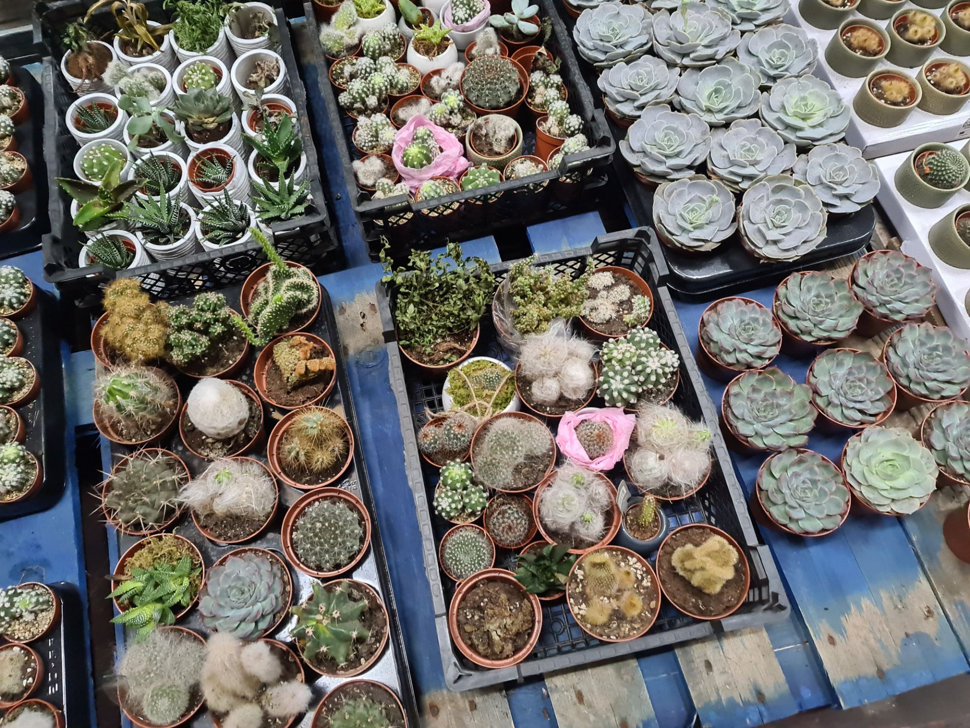 Contents of a pallet of assorted small cacti and other plants - 8 assorted small trays and their con - Image 6 of 7