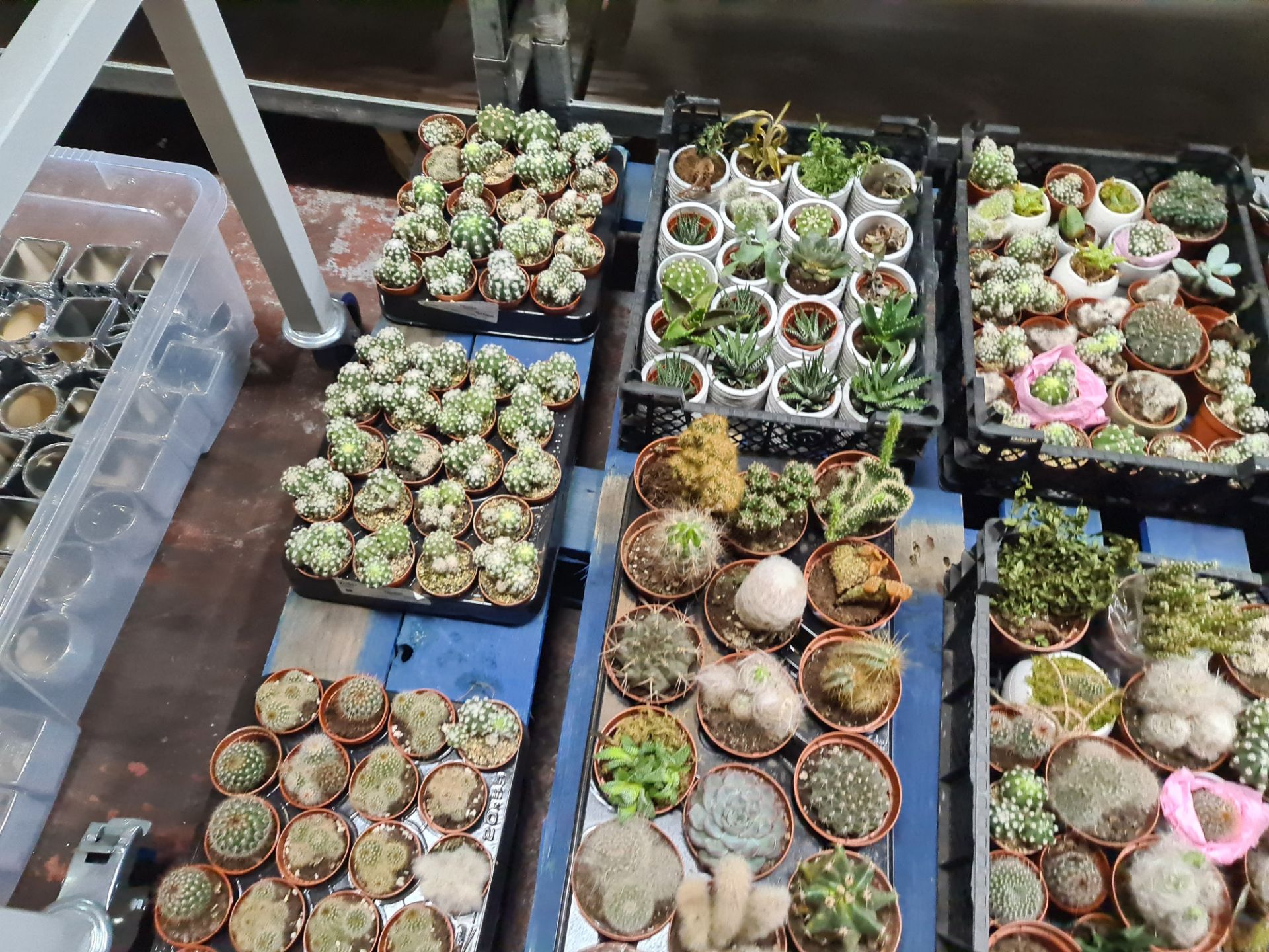 Contents of a pallet of assorted small cacti and other plants - 8 assorted small trays and their con - Image 3 of 7