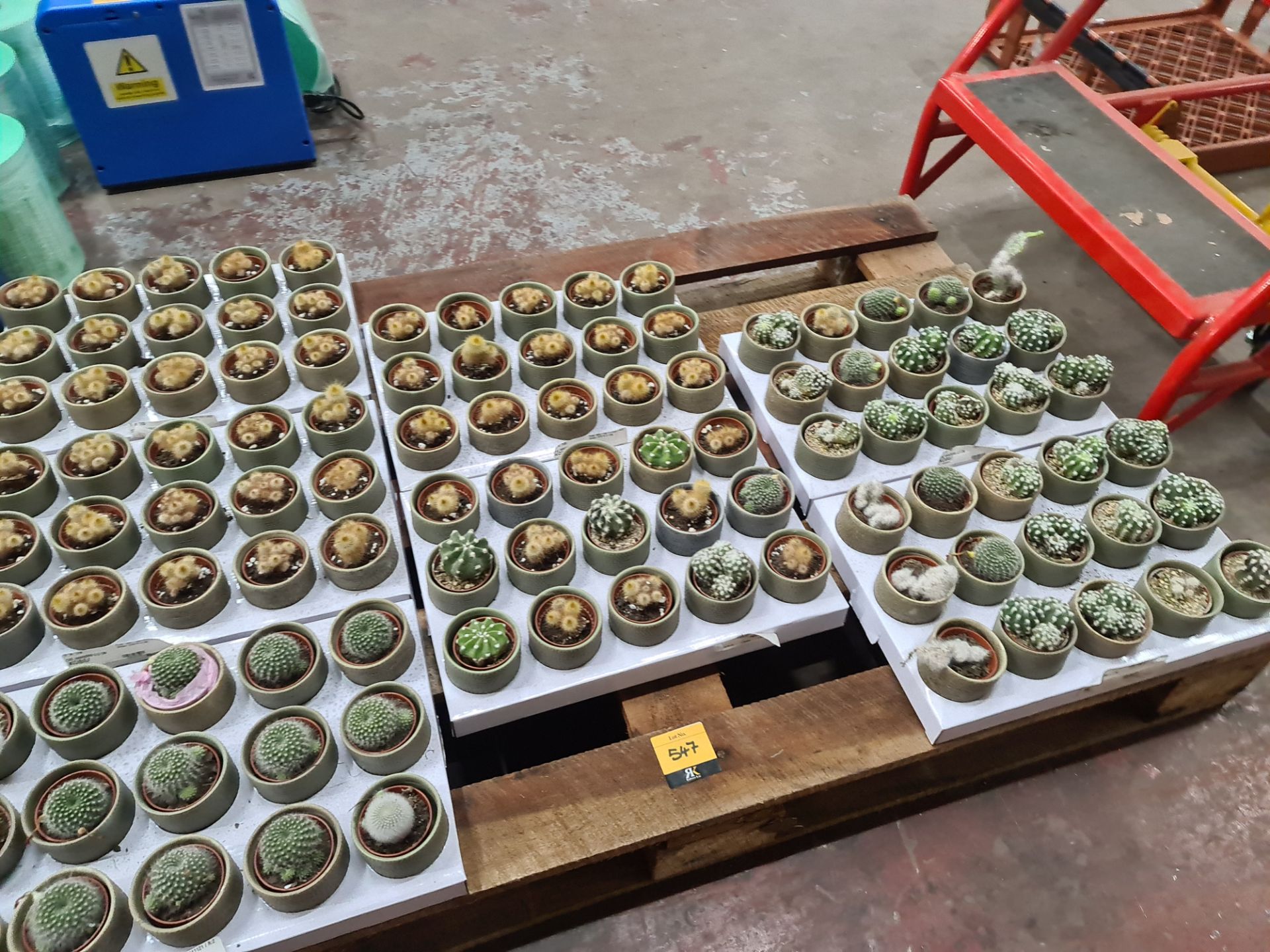 Contents of a pallet of small cacti and similar - this lot comprises 7 trays each with 15 plants - e - Image 3 of 4