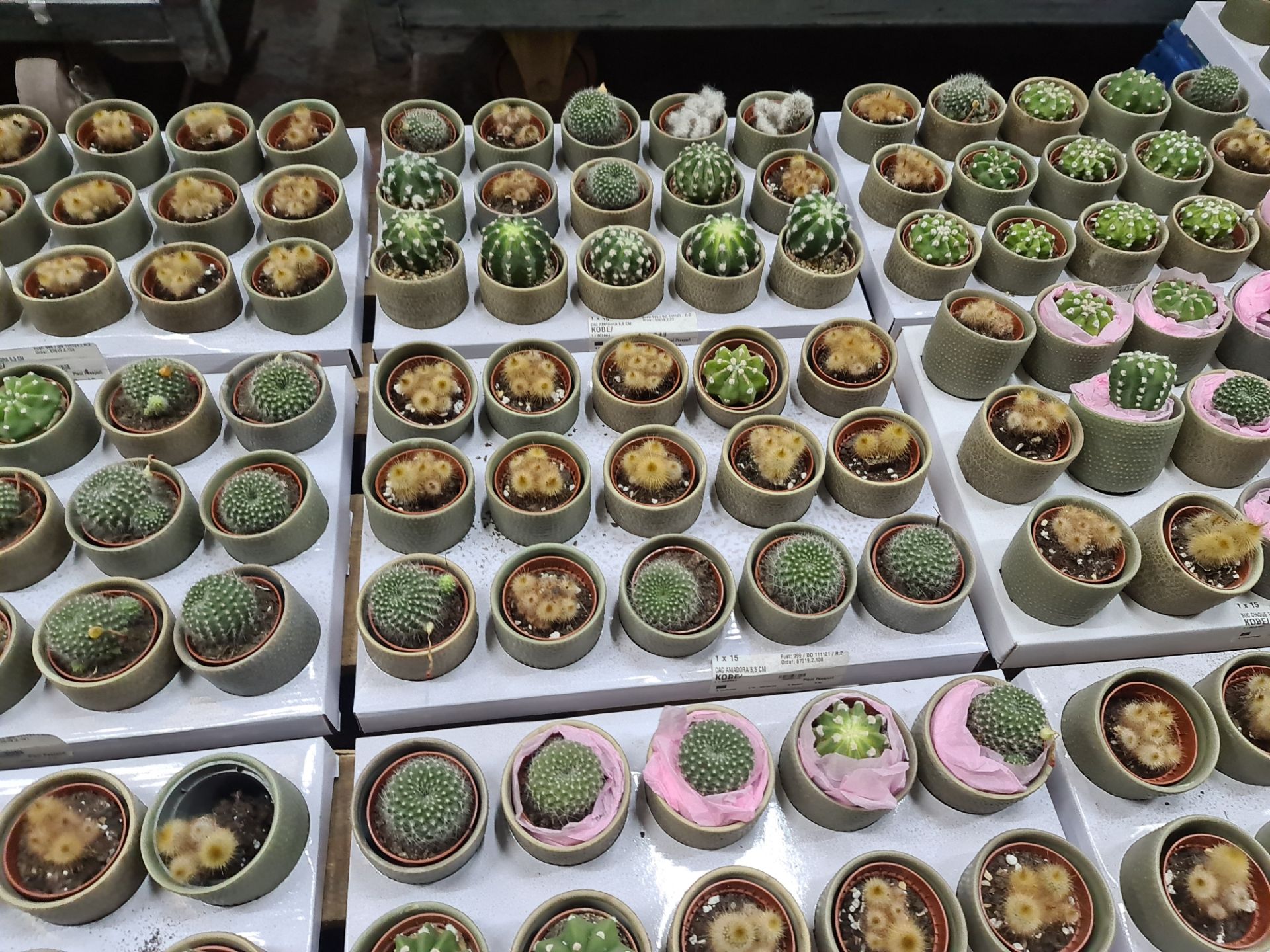Contents of a pallet of small cacti and similar - this lot comprises 9 trays each with 15 plants - e - Image 5 of 8