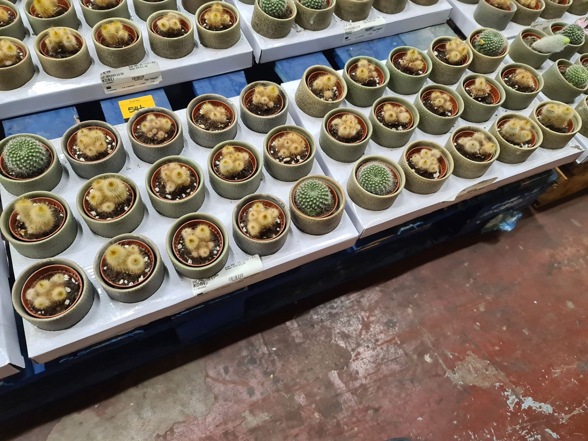 Contents of a pallet of small cacti and similar - this lot comprises 9 trays each with 15 plants - e - Image 6 of 6