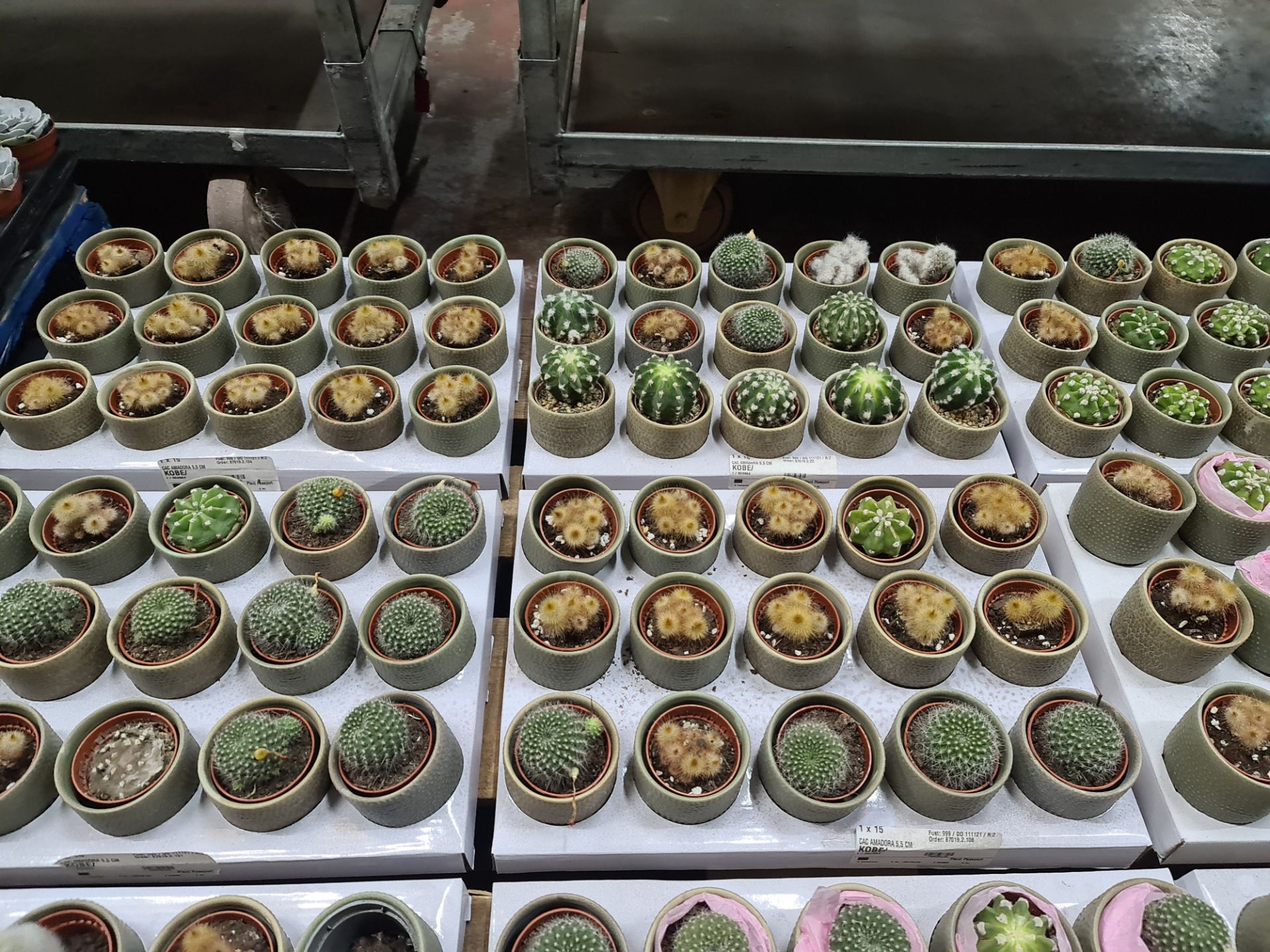 Contents of a pallet of small cacti and similar - this lot comprises 9 trays each with 15 plants - e - Image 4 of 8