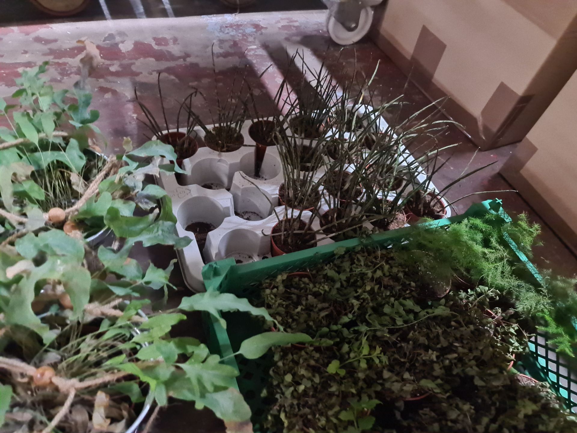 Quantity of plants and moss comprising 2 trays and their contents of glass jars each filled with wha - Image 7 of 11