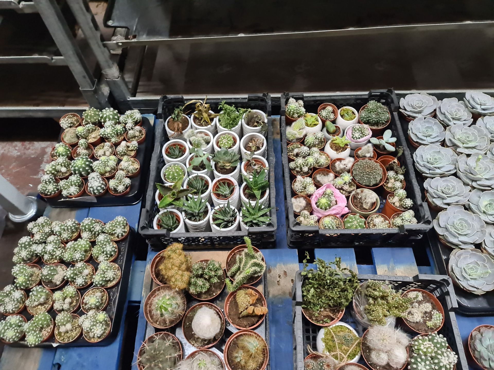 Contents of a pallet of assorted small cacti and other plants - 8 assorted small trays and their con - Image 4 of 7