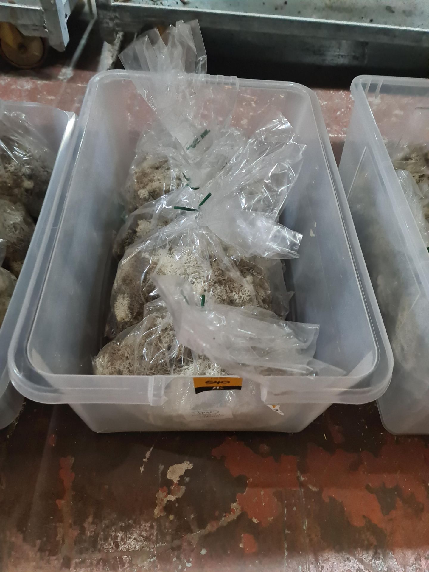 4 bags of APAC DF4001 reindeer moss - Image 5 of 5