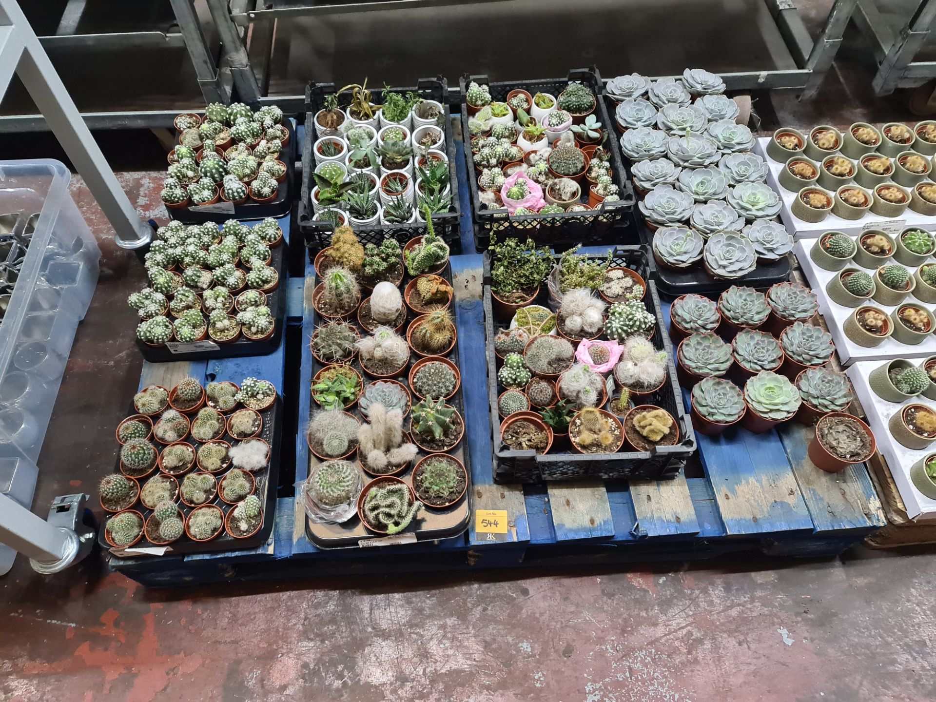 Contents of a pallet of assorted small cacti and other plants - 8 assorted small trays and their con