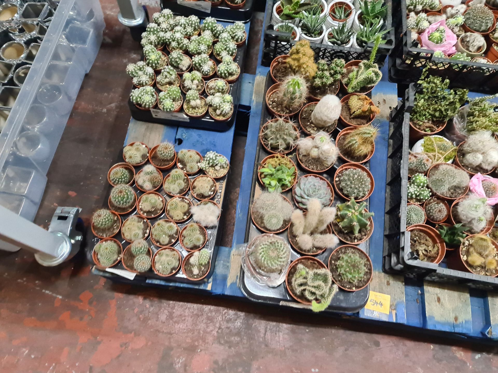 Contents of a pallet of assorted small cacti and other plants - 8 assorted small trays and their con - Image 2 of 7