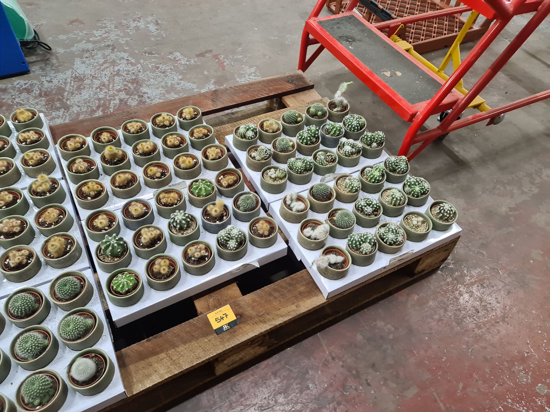 Contents of a pallet of small cacti and similar - this lot comprises 7 trays each with 15 plants - e - Image 4 of 4
