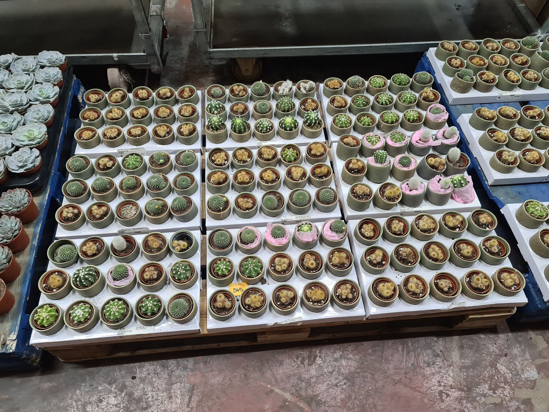 Contents of a pallet of small cacti and similar - this lot comprises 9 trays each with 15 plants - e