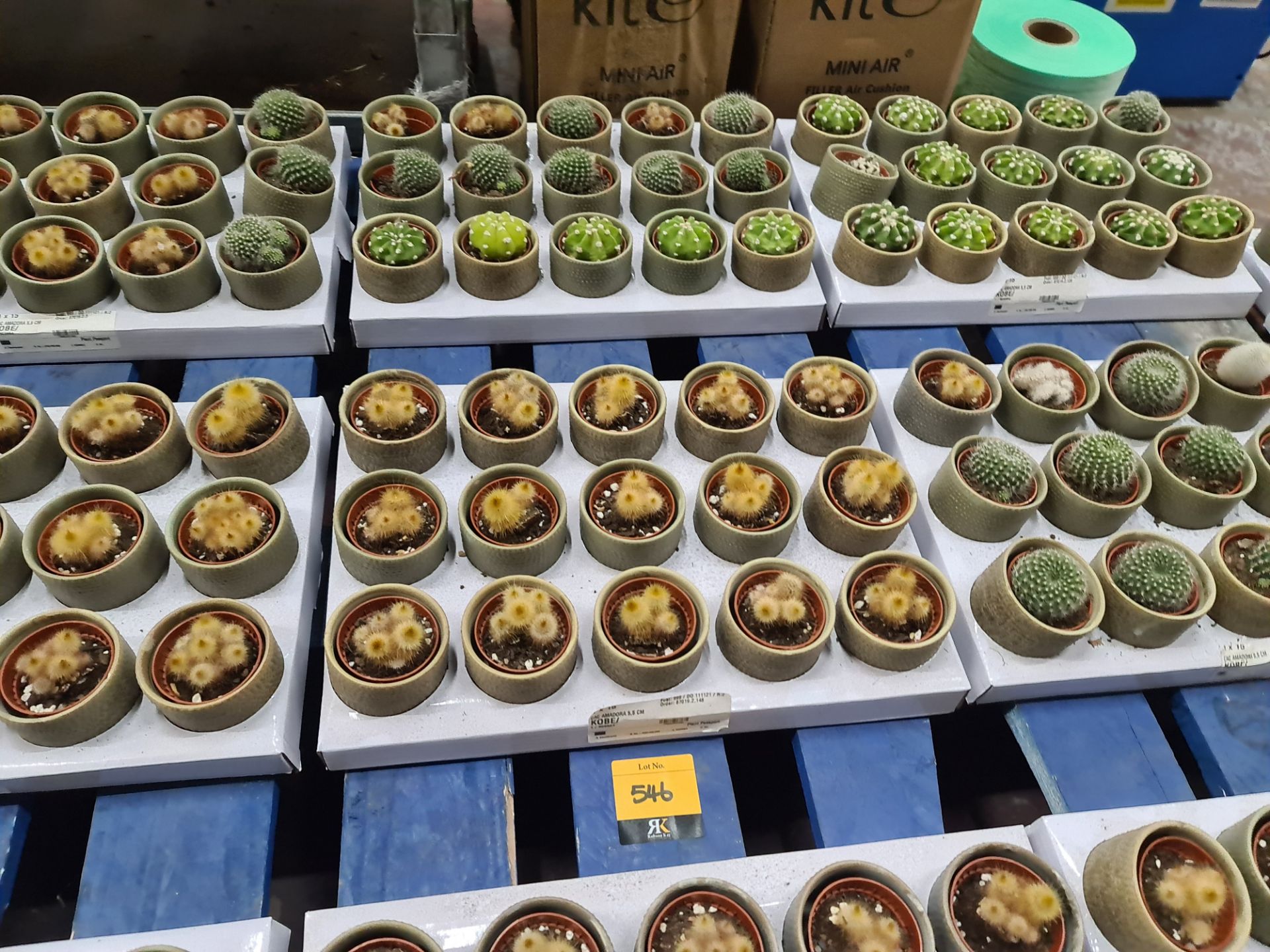 Contents of a pallet of small cacti and similar - this lot comprises 9 trays each with 15 plants - e - Image 4 of 6