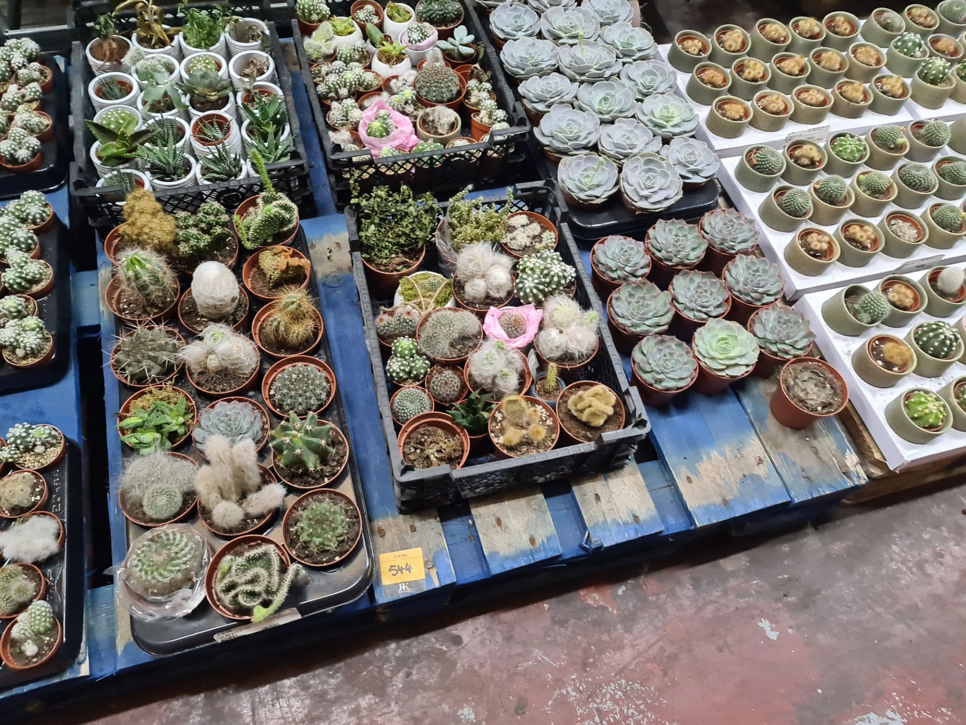 Contents of a pallet of assorted small cacti and other plants - 8 assorted small trays and their con - Image 7 of 7