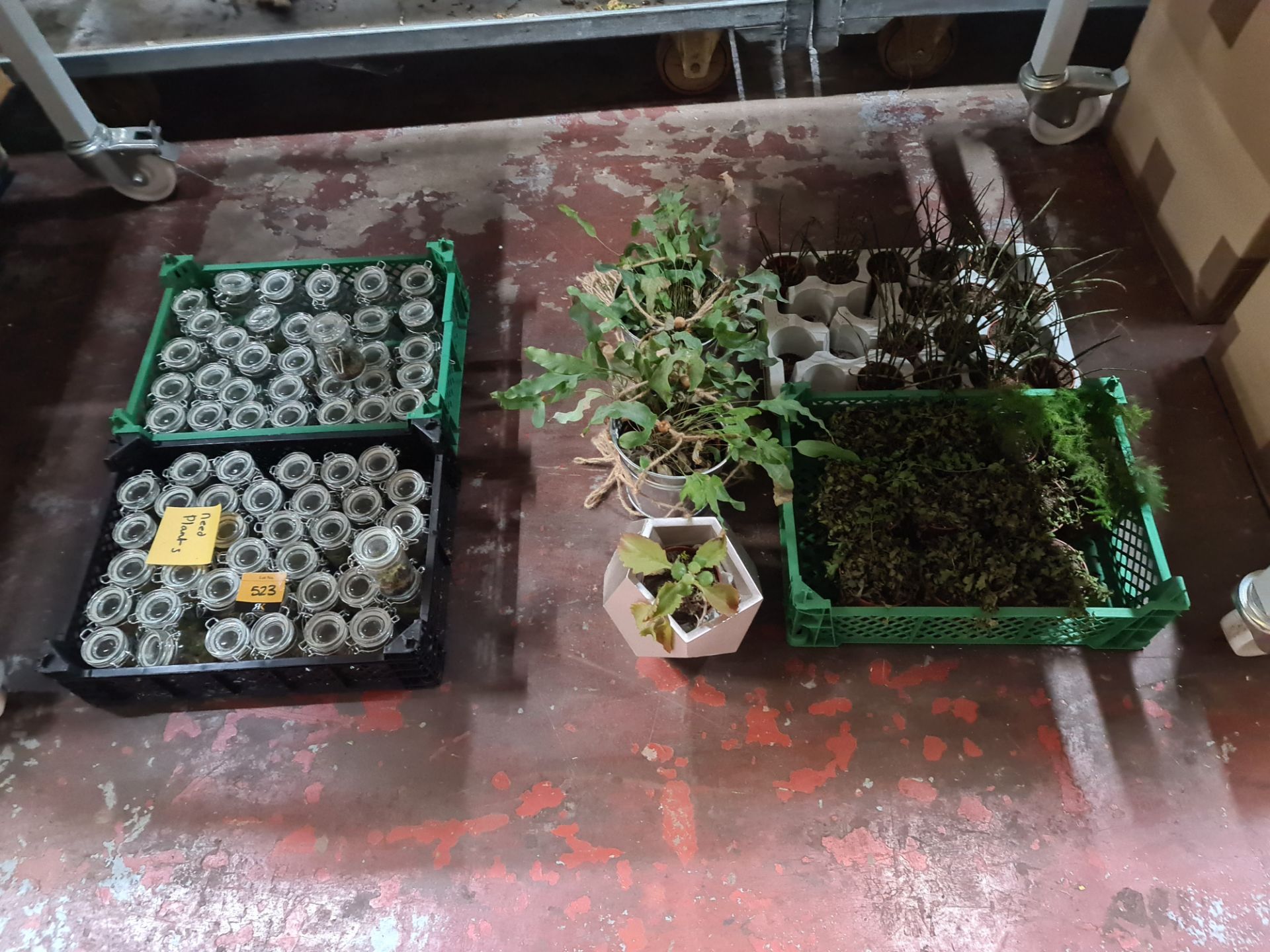 Quantity of plants and moss comprising 2 trays and their contents of glass jars each filled with wha