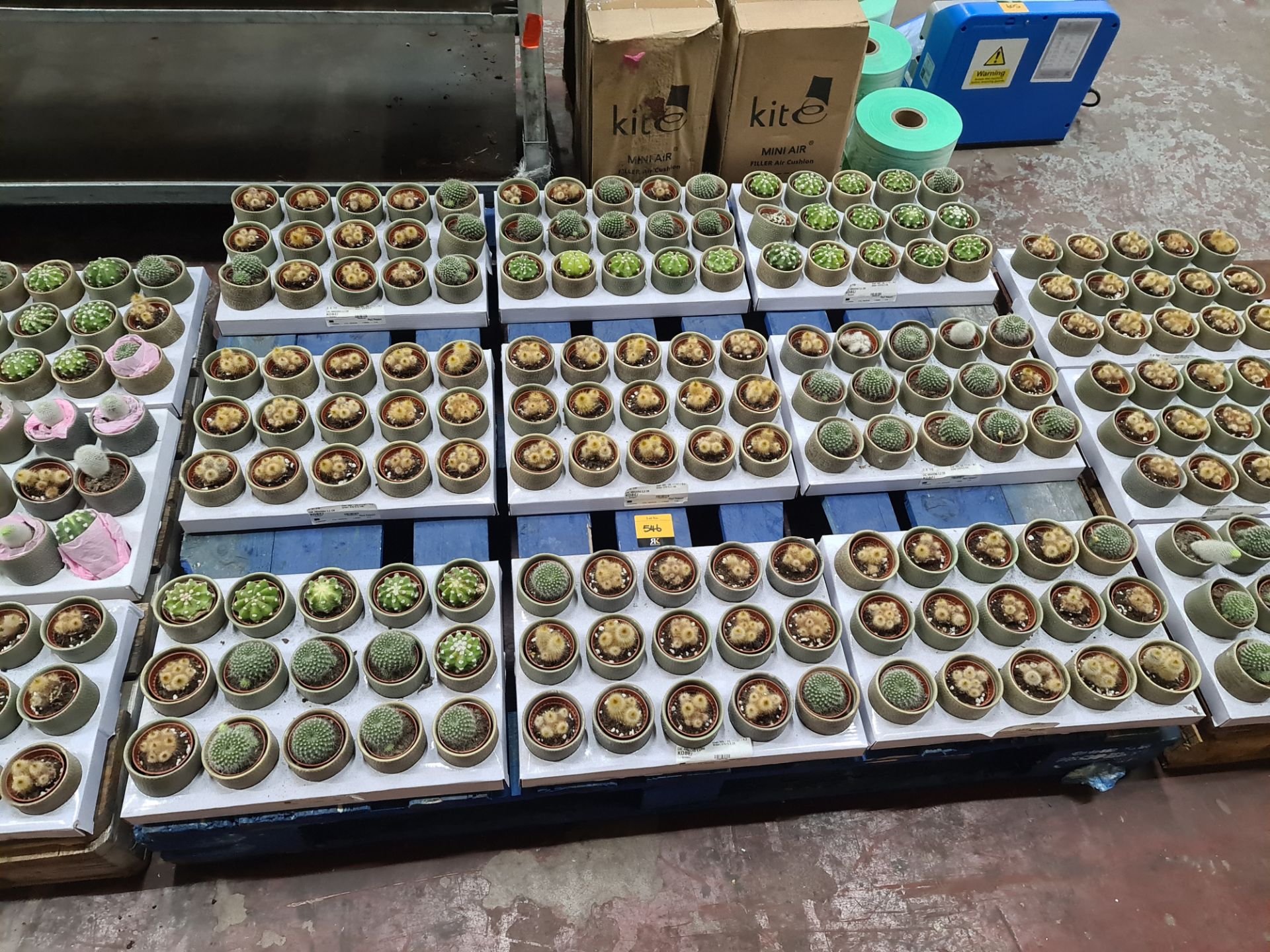 Contents of a pallet of small cacti and similar - this lot comprises 9 trays each with 15 plants - e