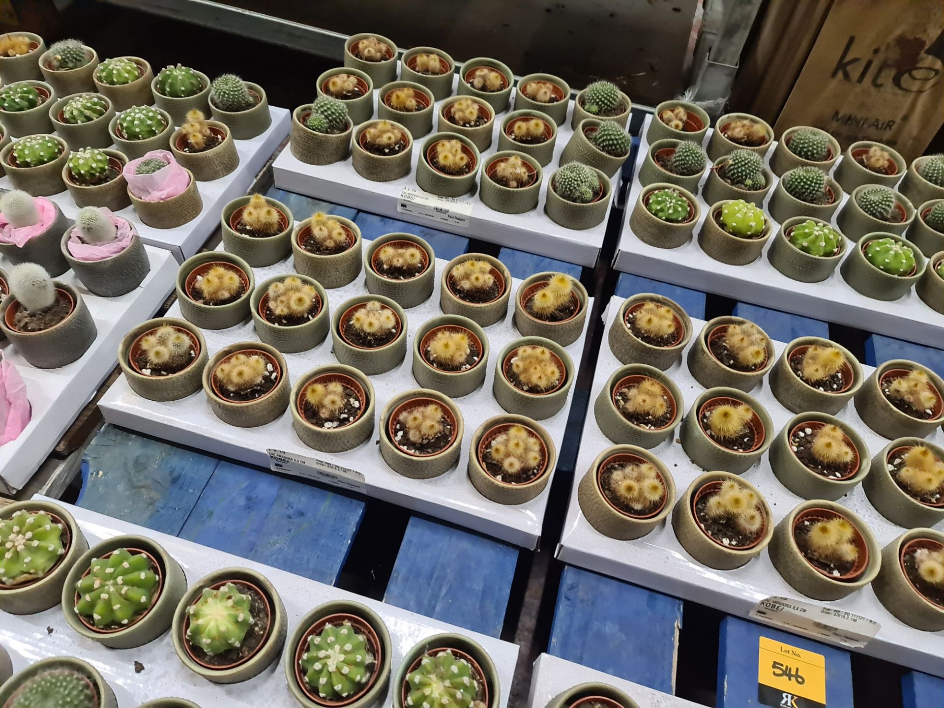 Contents of a pallet of small cacti and similar - this lot comprises 9 trays each with 15 plants - e - Image 2 of 6