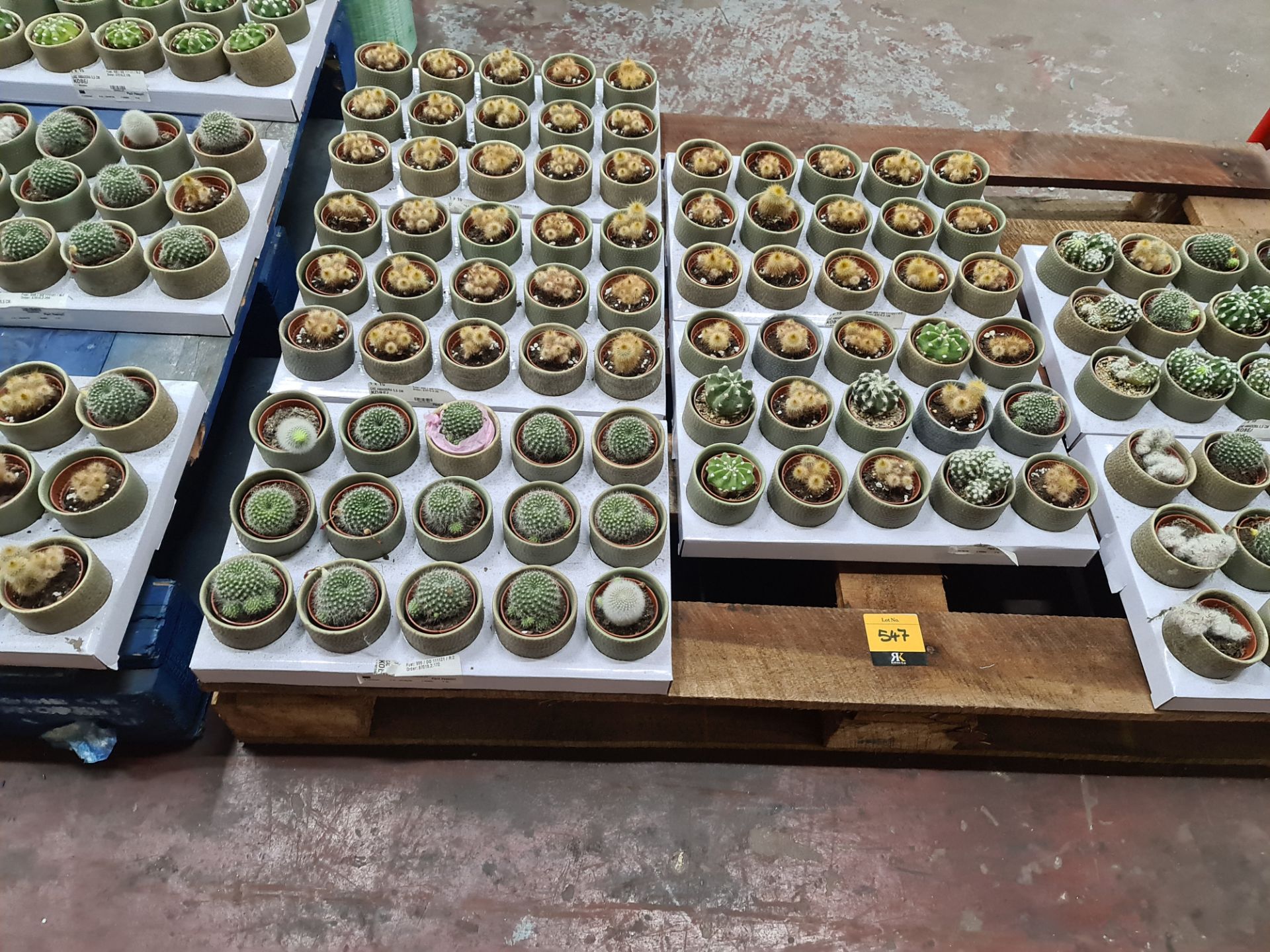 Contents of a pallet of small cacti and similar - this lot comprises 7 trays each with 15 plants - e - Image 2 of 4