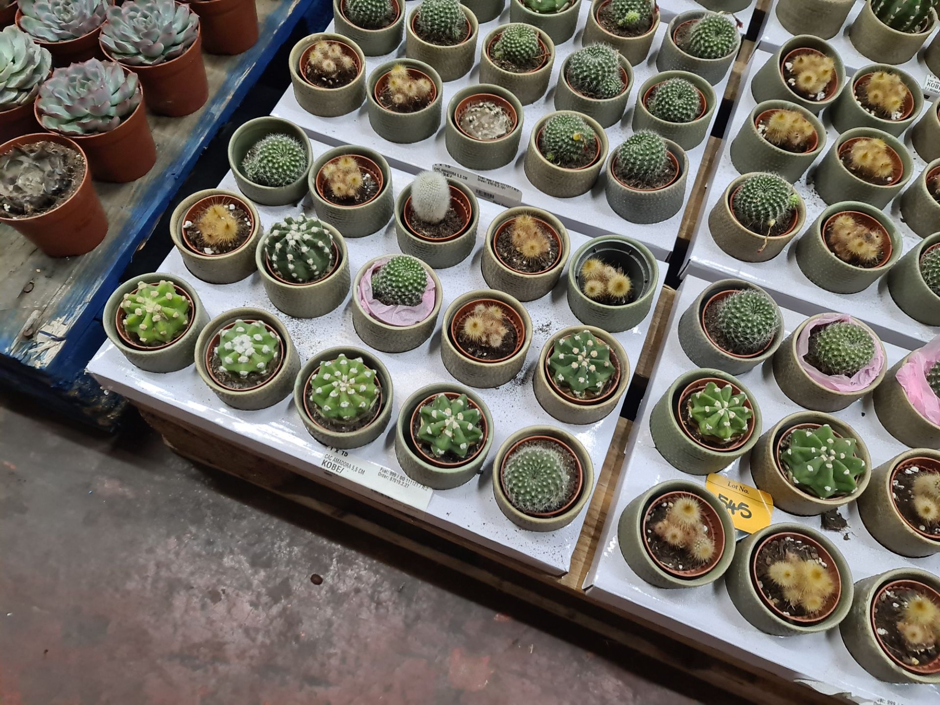 Contents of a pallet of small cacti and similar - this lot comprises 9 trays each with 15 plants - e - Image 2 of 8