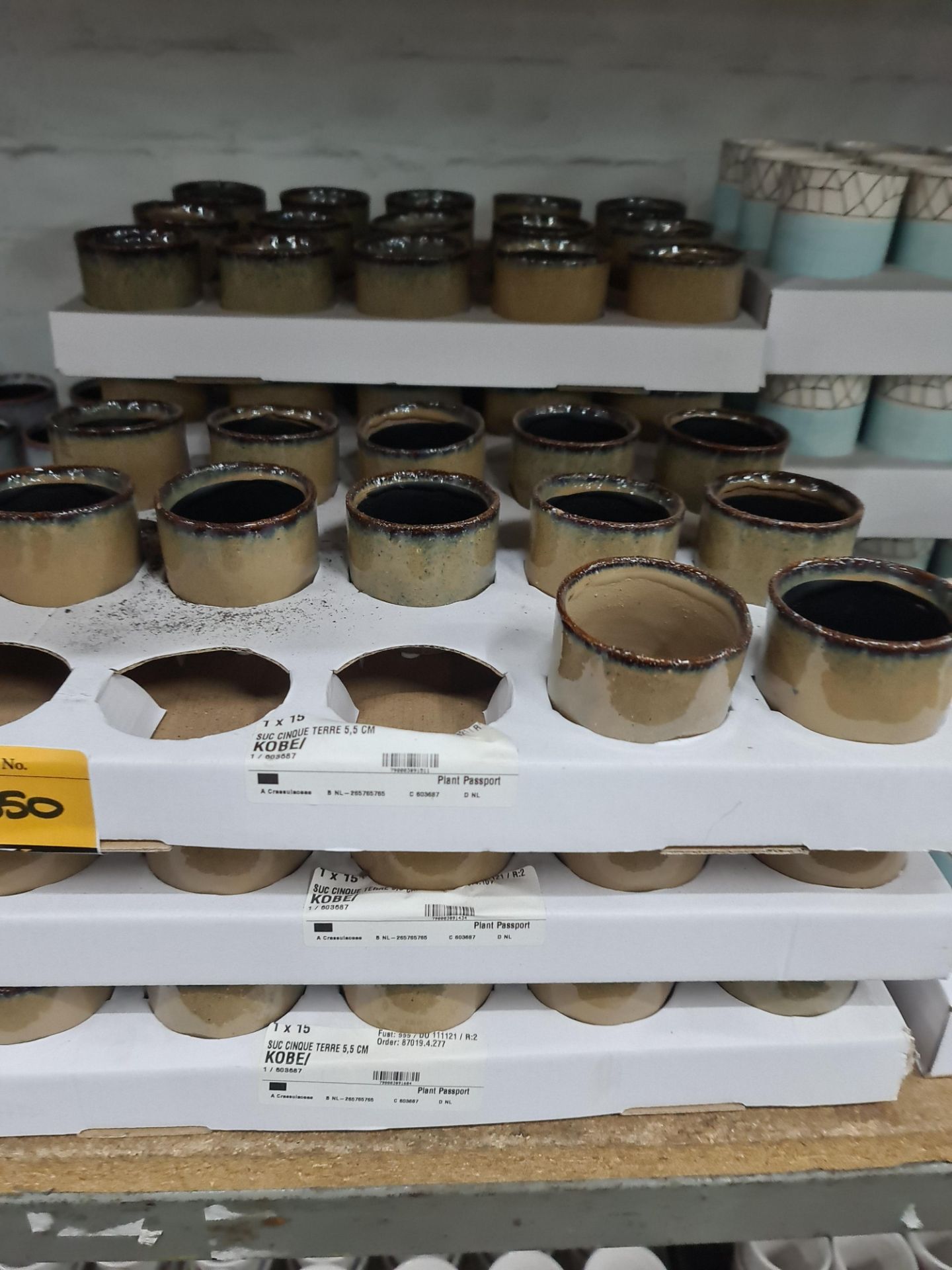 7 trays of Kobe 5.5cm brown pots. Approximately 102 pots in total - Image 3 of 6