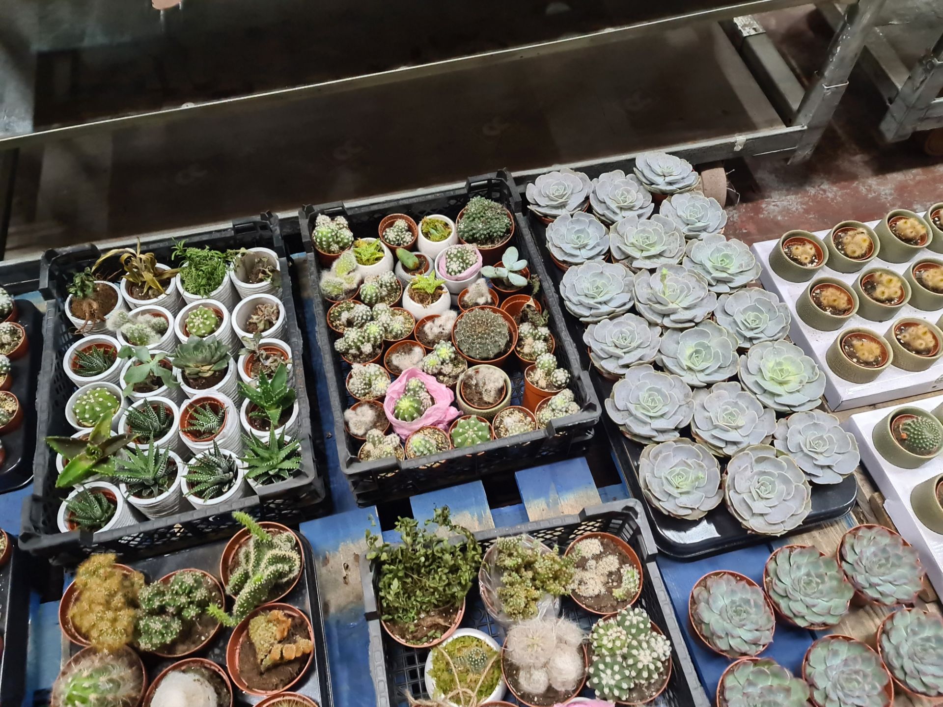 Contents of a pallet of assorted small cacti and other plants - 8 assorted small trays and their con - Image 5 of 7