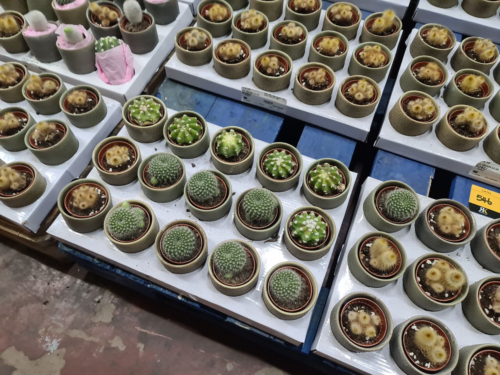 Contents of a pallet of small cacti and similar - this lot comprises 9 trays each with 15 plants - e - Image 3 of 6