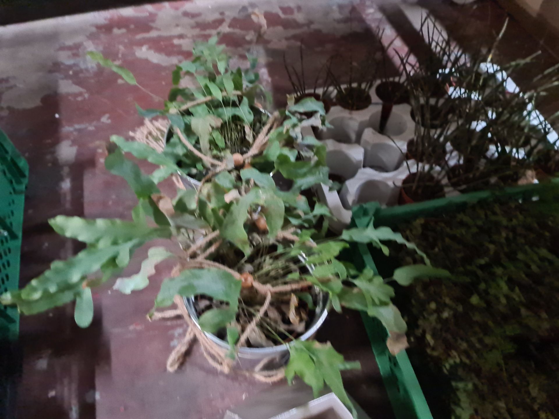 Quantity of plants and moss comprising 2 trays and their contents of glass jars each filled with wha - Image 6 of 11