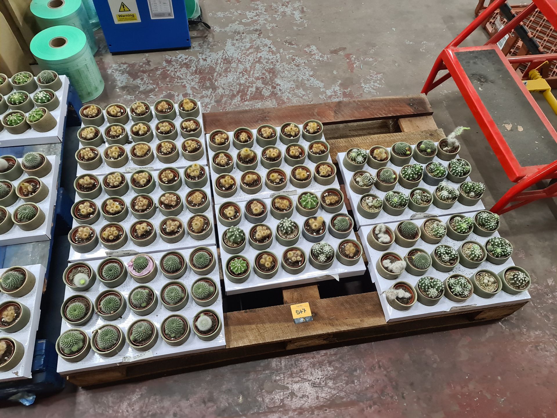 Contents of a pallet of small cacti and similar - this lot comprises 7 trays each with 15 plants - e