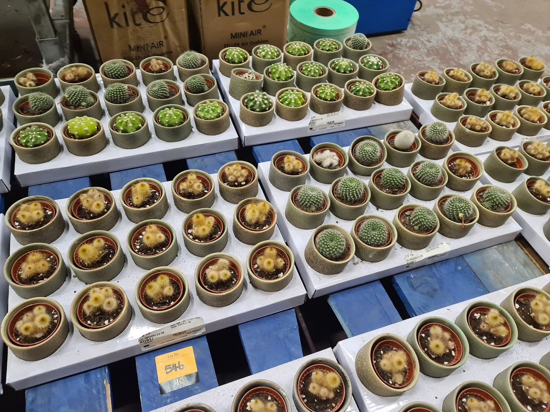 Contents of a pallet of small cacti and similar - this lot comprises 9 trays each with 15 plants - e - Image 5 of 6