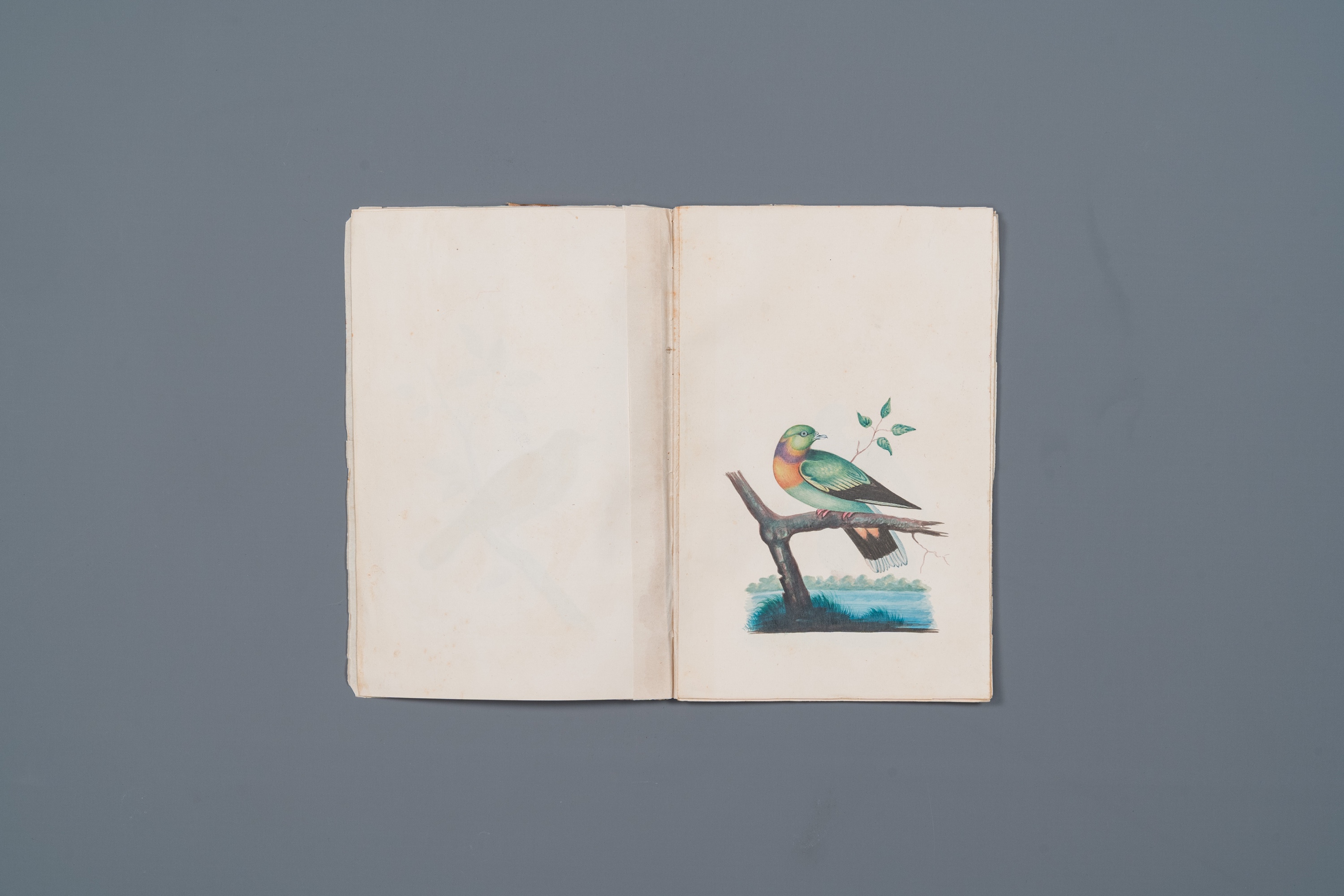 Album with 12 Indian bird paintings, 19th C. - Image 3 of 15