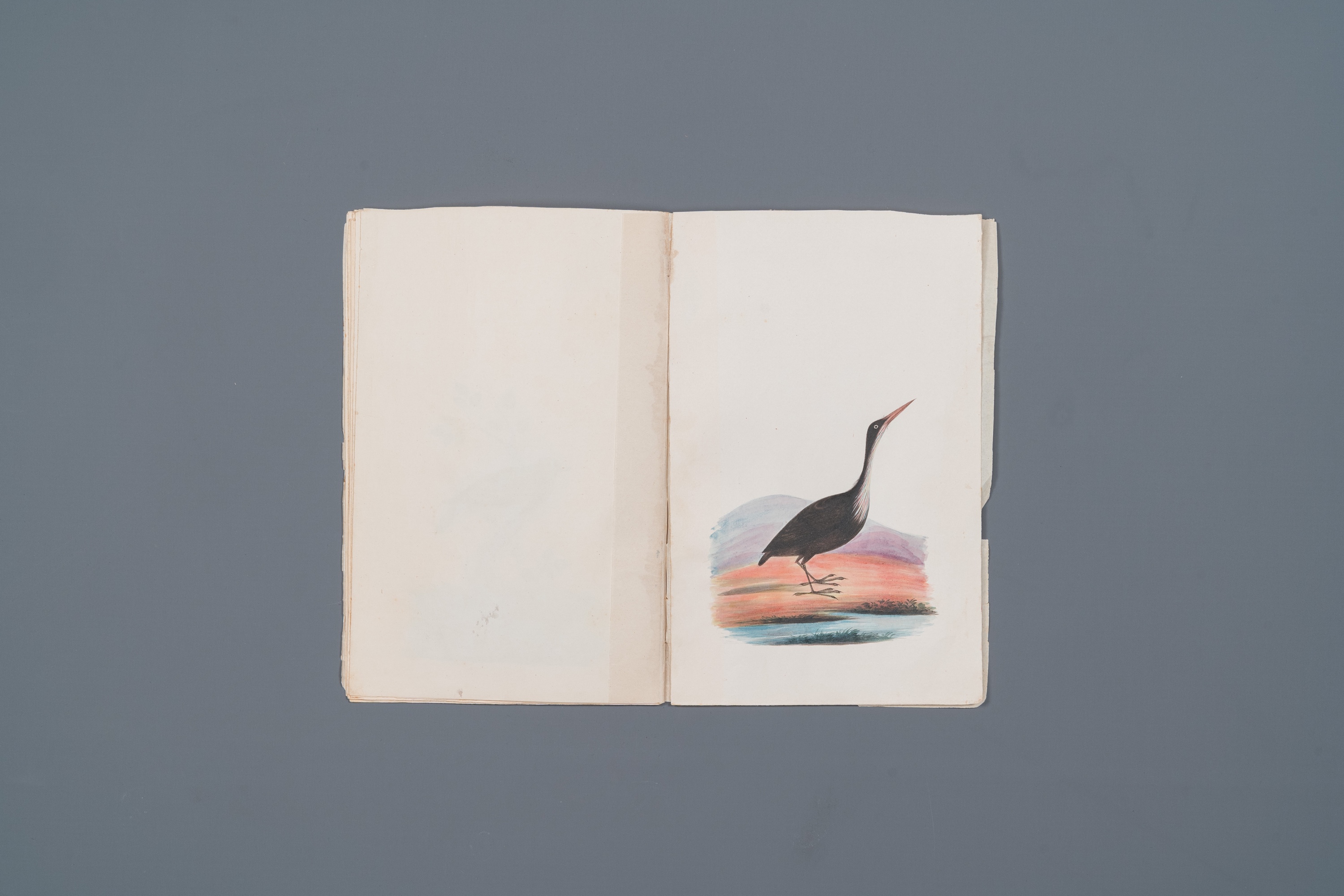 Album with 12 Indian bird paintings, 19th C. - Image 12 of 15